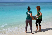 Vaarey being released Veterinary surgeon Mariana and veterinary nurse Tristan releasing Vaarey with a satellite tag from the beach at Coco Palm Dhni Kolhu. Image.
