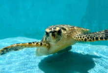 Maali, Released Turtle patient Maali at the bottom of the tank at the Rescue Centre. Image.