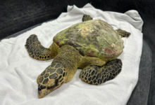 Maali Turtle patient Maali in a holding tank at the Marine Turtle Rescue Centre in the Maldives. Image.