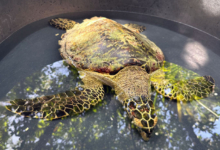 Maali Turtle patient Maali in a holding tank at the Marine Turtle Rescue Centre in the Maldives. Image.