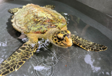 Maali Turtle patient Maali in a holding tank at the Marine Turtle Rescue Centre in the Maldives. Image.