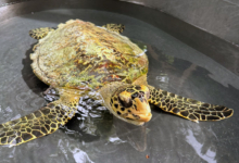 Maali Turtle patient Maali in a holding tank at the Marine Turtle Rescue Centre in the Maldives. Image.