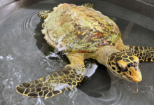 Maali Turtle patient Maali in a holding tank at the Marine Turtle Rescue Centre in the Maldives. Image.