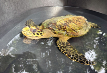 Maali Turtle patient Maali in a holding tank at the Marine Turtle Rescue Centre in the Maldives. Image.