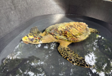 Maali Turtle patient Maali in a holding tank at the Marine Turtle Rescue Centre in the Maldives. Image.