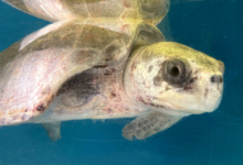 Kihaa Turtle patient Kihaa recovering in her tank at the Rescue Centre. Image.