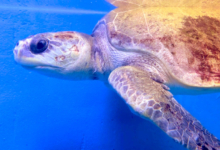 Kihaa Turtle patient Kihaa at the Rescue Centre, February 2025. Image.