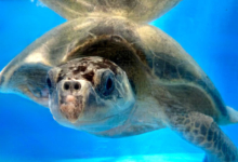 Kihaa Turtle patient Kihaa recovering in her tank at the Rescue Centre. Image.