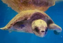 Kihaa Turtle patient Kihaa recovering in her tank at the Rescue Centre. Image.