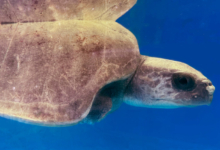 Kihaa Turtle patient Kihaa before her release, June 2025