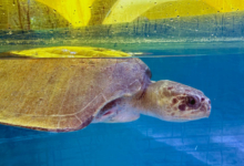 Kihaa Turtle patient Kihaa recovering in her tank at the Rescue Centre. Image.