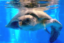 Kihaa Turtle patient Kihaa recovering in her tank at the Rescue Centre. Image.