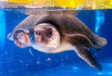 Kihaa Turtle patient Kihaa recovering in her tank at the Rescue Centre. Image.