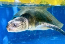 Kihaa Turtle Patient Kihaa in tank at Rescue Centre. Image