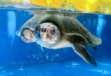 Kihaa, Released Turtle patient Kihaa looking through the tank at the Rescue Centre. Image.