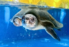 Kihaa, Released Turtle patient Kihaa looking through the tank at the Rescue Centre. Image.