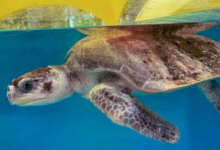 Kihaa Turtle patient Kihaa in her tank at the Rescue Centre. Image.