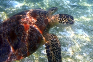 Coral, green turtle, adopted by Conny Thöle & Heiko Winter Green turtle on a seagrass bed, Kuredu Lagoon, Lhaviyani Atoll, Maldives. Image.