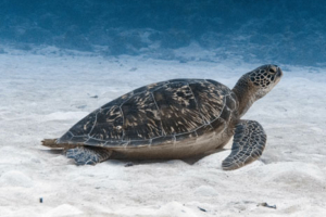 Bae, green turtle, adopted Green turtle resting on sand, Gaadhoo Inside, Laamu Atoll, Maldives. Image.