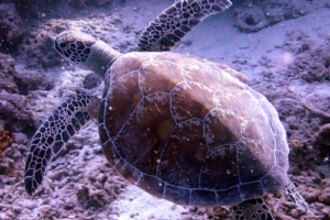 Coral, green turtle, adopted by Joshua for Eve Green turtle, Naalaafushi Inside, Meemu Atoll, Maldives. Image.
