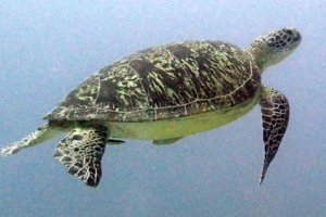Biggi, green turtle, adopted by Birgit & Christina Busch Green turtle swimming in the blue, Hithadhoo Corner, Laamu Atoll, Maldives. Image.