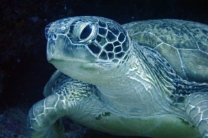 Charlotte, green turtle, adopted by Sabine und Lars Löchner Green turtle, Kuredu Express, Lhaviyani Atoll, Maldives. Image.