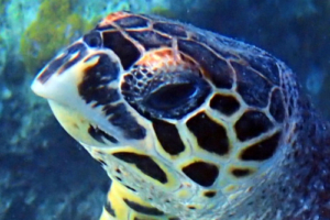 Crush 50, hawksbill, adopted by Paul, Savanah, Indiana McKenzie & Donna Grimwood for Jen Hawksbill turtle, Turtle Reef, South Male Atoll, Maldives. Image.