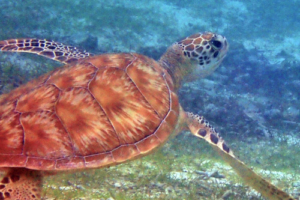 Jessie-Turtle, green turtle adopted by Tiziano Ioanna for Jessica Green turtle on seagrass, Kuredu Lagoon, Lhaviyani Atoll, Maldives. Image.