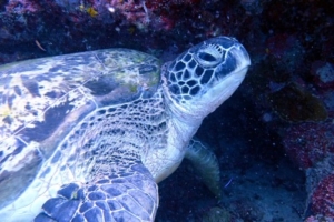 Jigsaw, green turtle, adopted by Jason and Ellen Green turtle resting in a cave, Kuredu Caves, Lhaviyani Atoll, Maldives. Image.