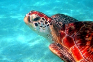Lena, green turtle, adopted by Kinga & Kieran Green turtle swimming in sandy lagoon, Kuredu Lagoon, Lhaviyani Atoll, Maldives. Image.