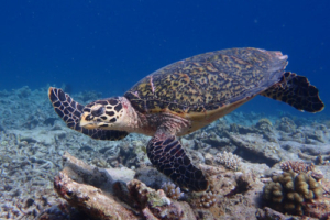 Linda Cheyenne, hawksbill, adopted by Sascha for Linda Hawksbill turtle, Miyaru Thila, South Ari Atoll, Maldives. Image.
