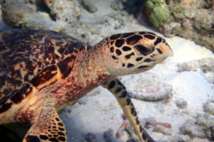 Luisa, hawksbill, adopted by Angel and Kathy Hawksbill turtle, Reethi Faru, Lhaviyani Atoll, Maldives. Image.