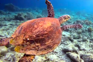 Malalugi, hawksbill, adopted by Ferdinand Lothringen for Malalugi Hawksbill turtle, Vilingili House Reef, North Male Atoll, Maldives. Image.