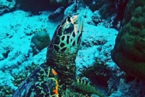 Mario, hawksbill, adopted Almuth Schilling for Mario Hawksbill turtle, Ufulandhoo, Raa Atoll, Maldives. Image.