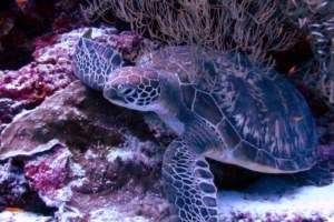 Olli, green turtle, adopted by Markus Green turtle, Kuredu Express, Lhaviyani Atoll, Maldives. Image.