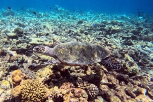 Ollie, hawksbill, adopted by Richard for Oliver Hawksbill, Bodu Hithi Turtle Point, North Male Atoll, Maldives. Image.