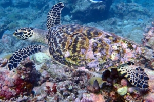 Peppels, hawksbill, adopted Hawksbill turtle swimming, Muli Beyru, Meemu Atoll, Maldives. Image.