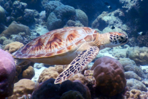 Peter, green turtle, adopted by Linda for Peter Green turtle, Madivaru, North Ari Atoll, Maldives. Image.
