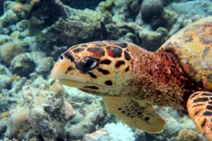 Ruby, hawksbill, adopted by Mathias Hocker Hawksbill turtle, Komandoo South, Lhaviyani Atoll, Maldives. Image.