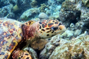 Ryder, hawksbill, adopted by Michael for Elizabeth Hawksbill, Komandoo South, Lhaviyani Atoll, Maldives. Image.