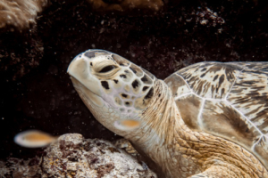 Seascroller, green turtle, adopted by Thandi Bates for Benjamin Green turtle, Hithadhoo Corner, Laamu Atoll, Maldives. Image.