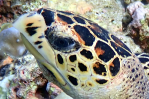 Shellby, hawksbill, adopted by Nicholas Clayton for Hawksbill, Vattaru East, Vaavu Atoll, Maldives. Image.