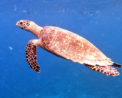 Hawksbill, Coco Giri House Reef, Vaavu Atoll, Maldives. Image.