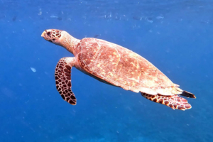 Andy, hawksbill, adopted by Nigel Lester Hawksbill, Coco Giri House Reef, Vaavu Atoll, Maldives. Image.