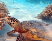 Hawksbill, Dhonfanu, Baa Atoll, Maldives. Image.