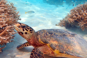 Miran, hawksbill, adopted for Miran Hawksbill, Dhonfanu, Baa Atoll, Maldives. Image.