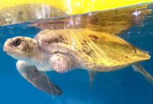 Nahida Turtle patient Nahida shortly before her release in March 2025. Image.