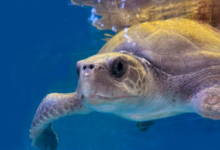 Nahida Turtle patient Nahida recovering in her tank at the Rescue Centre. Image.