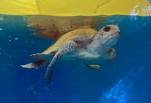 Nahida Turtle patient Nahida recovering in her tank at the Rescue Centre. Image.