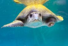 Nahida, Released Turtle patient Nahida recovering in the tank at the Rescuce Cenre post amputation of her left front flipper. Image.